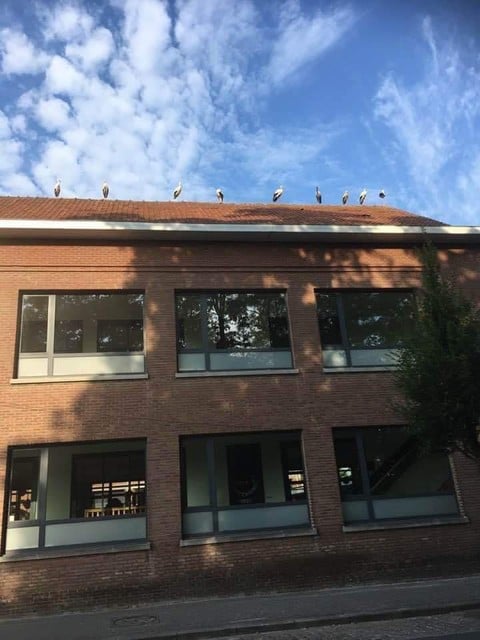 Negen ooievaars op het dak van de Leonardusschool. 