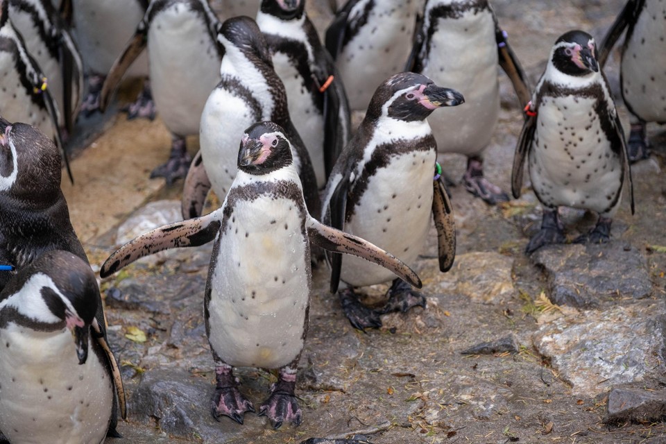 Pinguïns gebruiken hun vleugels eerder als peddels.