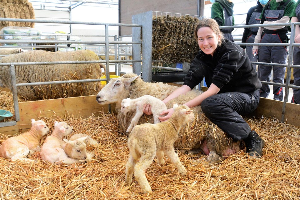 Lerares Susanne Vos met het mamaschaap en haar vijfling.