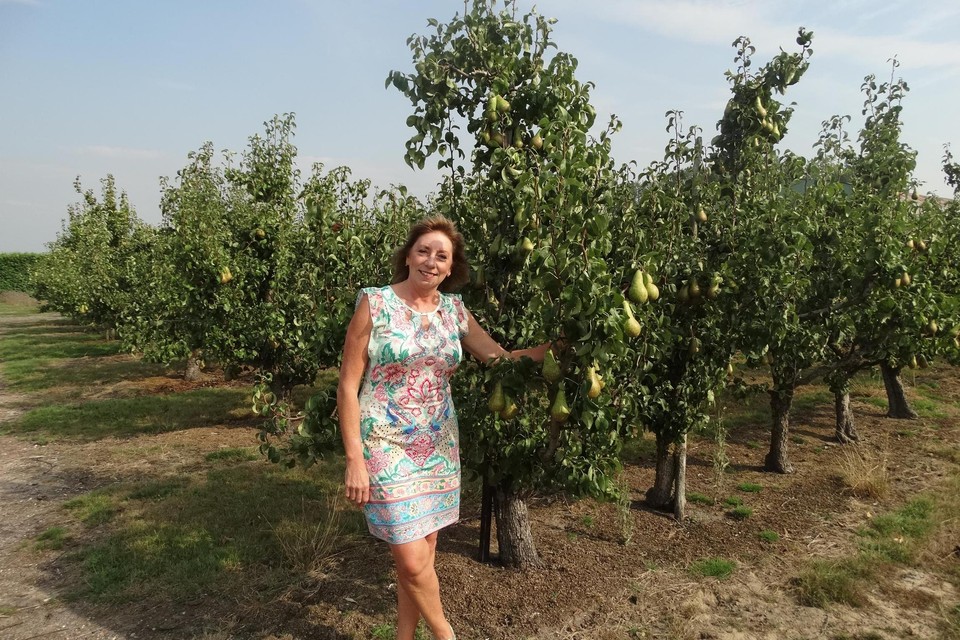 Uitbaatster Ingrid De Cauwer stelt vast dat de peren vroeger moeten worden geplukt door de extreme hitte. 