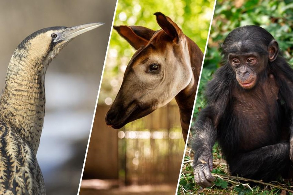 De roerdomp, okapi en bonobo: de drie uithangborden van de Antwerp Zoo Foundation. 