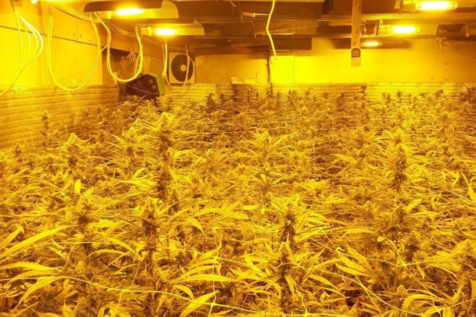 Toen de politie in de oude hoeve binnenviel, ontdekten de speurders een plantage met 2.500 cannabisplantjes. 