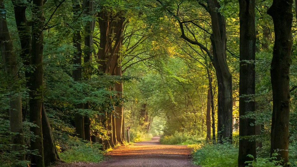 De dreef achter Trappisten van Els Van Brabant won in de categorie landschap.