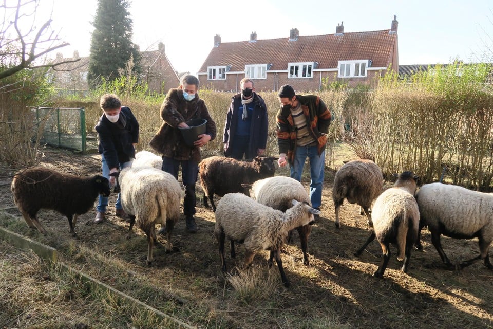 Wim Bruneel van De Ideale Woning, schepen Paul De Swaef, kunstenaars Leendert Van Accoleyen en Elias Cafmeyer met de voorlopig enige bewoners van Klarre Warre: een kudde van acht schapen, al kunnen dat er snel negen worden want één ooi is drachtig.