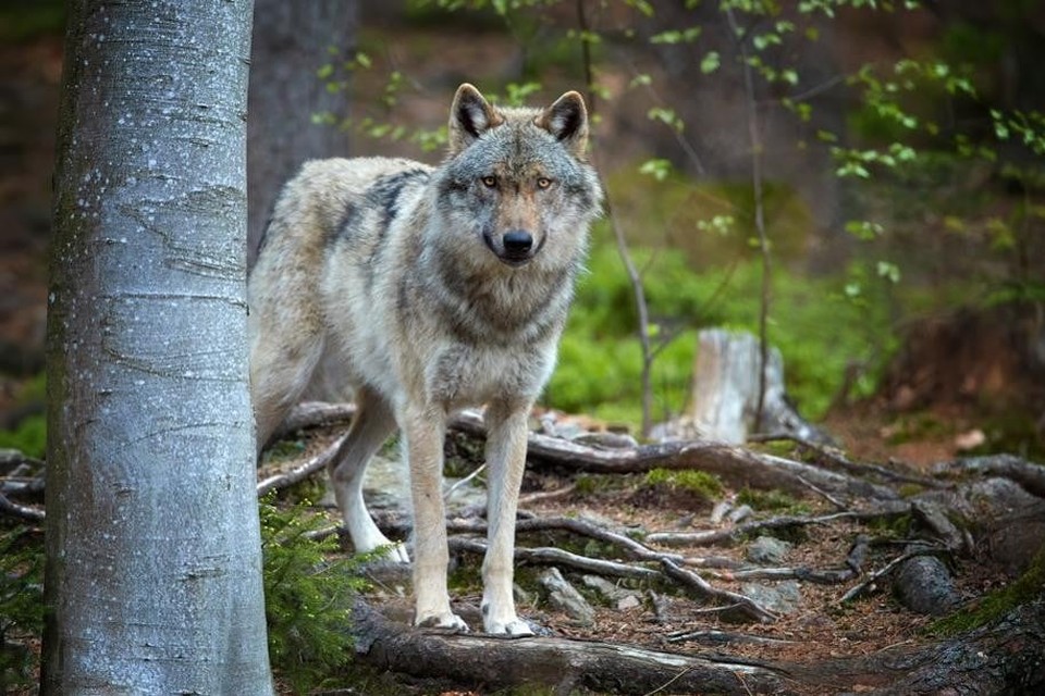 De wolf duikt op aan de grens met Nederland.