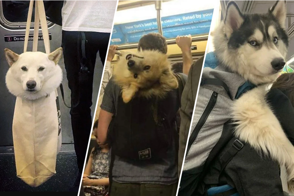 Uitgaan Viool beheerder IN BEELD. In New York mogen honden enkel op de metro als ze “in een tas  passen” | Gazet van Antwerpen Mobile
