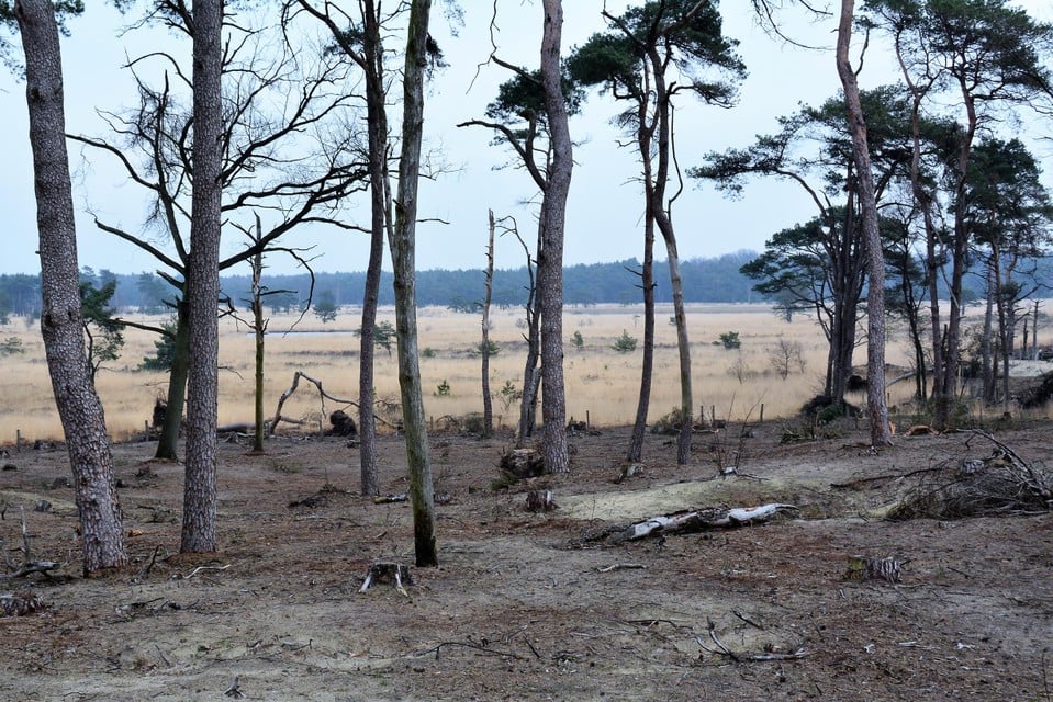 Ingrijpende werken aan de Boterbergen geven de natuur er opnieuw de kans om te worden zoals vroeger.