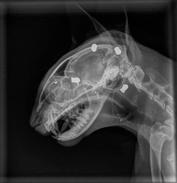 Een scan wees uit dat Momo vier loden kogeltjes in de schedel heeft. 