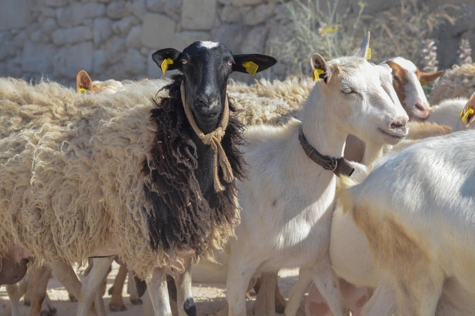 Vervoer van schapen en geiten verboden in Griekenland na meldingen van ernstige ziekte