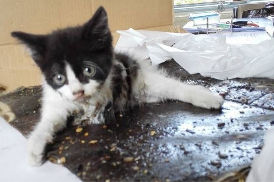 Afleiden domesticeren bureau Kitten van zes weken oud ontsnapt aan trage en pijnlijke doo... - Gazet van  Antwerpen Mobile
