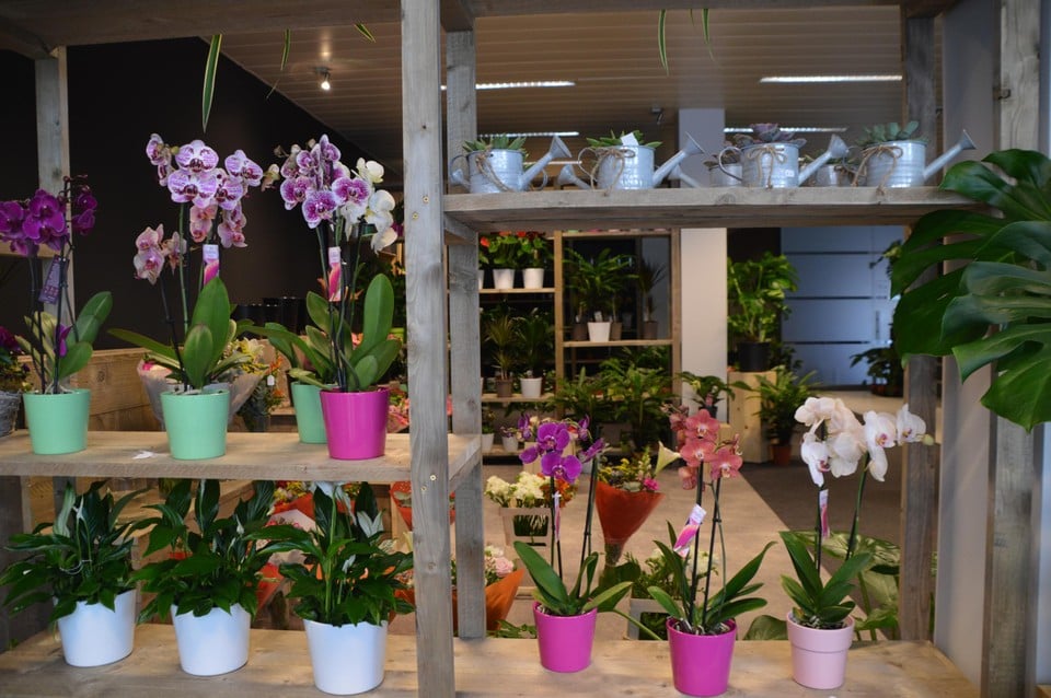 De orchideeën.