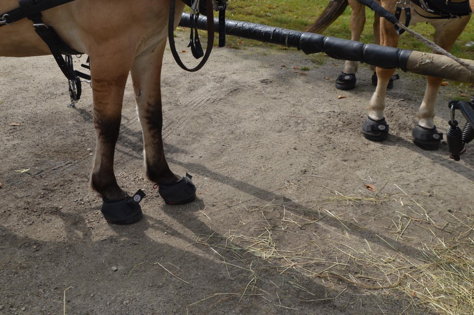 Trivia en Hanna dragen hoefschoenen.