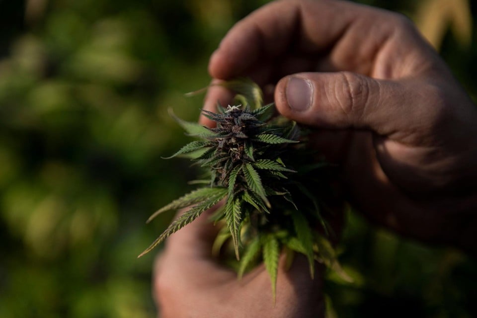 Het koppel had ook een eigen kleine plantage, maar de kwaliteit daarvan viel flink tegen.