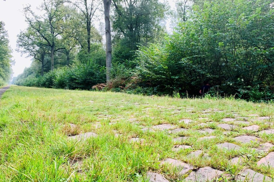 Veel gras, weinig kasseien in het Bos van Wallers.
