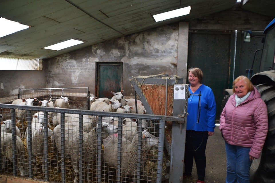 Hilde Stevens en haar tante Paula bij de opgehokte schapen. Ze wonen vlakbij de Kalmthoutse Heide. 