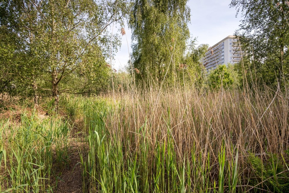 De historische gracht in het natuurgebied De Blikvelden zal worden uitgegraven.
