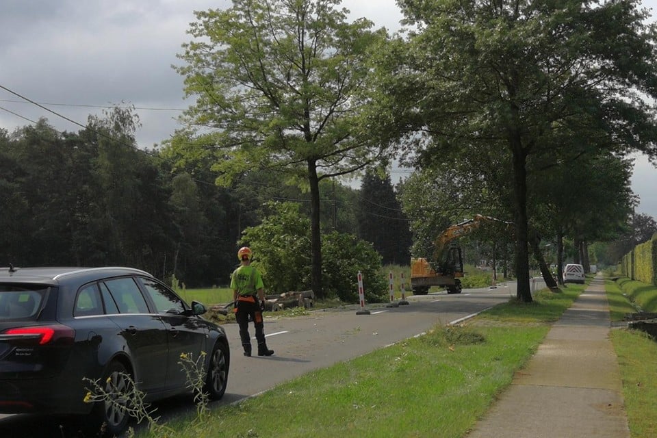 Met de grote middelen halen arbeiders momenteel heel wat bomen neer die de fietspaden en ondergrondse leidingen beschadigen.