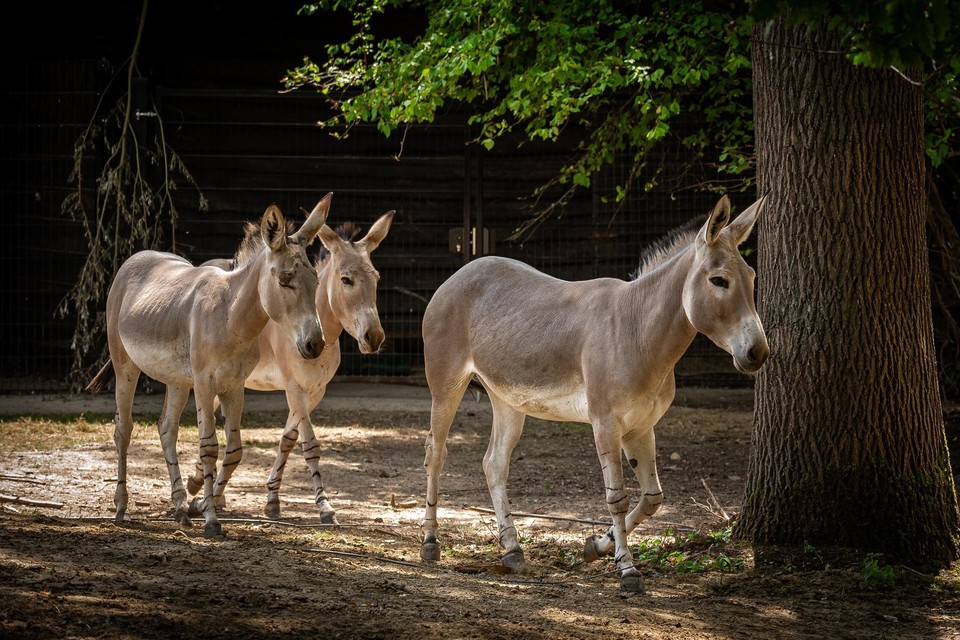 De drie nieuwe bewoners van Planckendael: Somalische wilde ezels. 