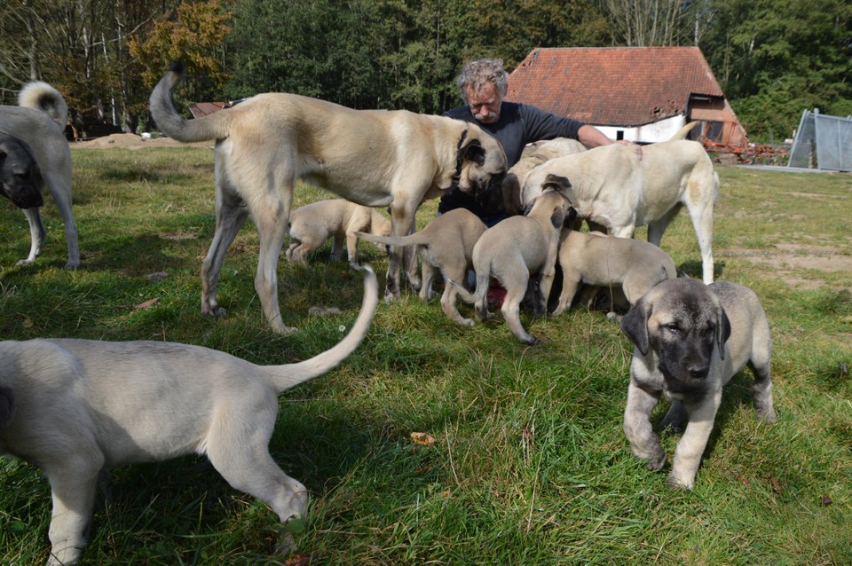 De kangalpups.