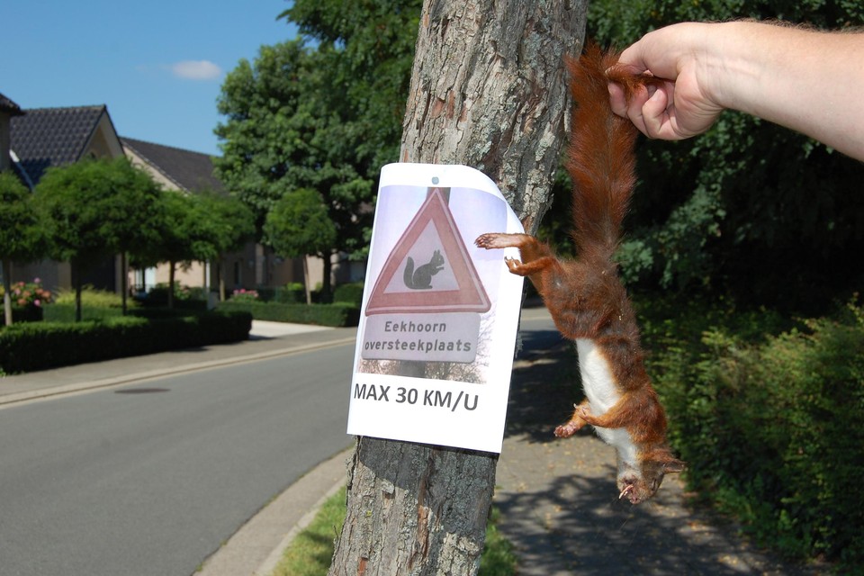 Het eekhoorntje lag doodgereden onder het geïmproviseerde verkeersbord. 