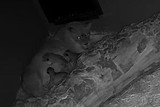 thumbnail: De foto uit de kraamkamer.