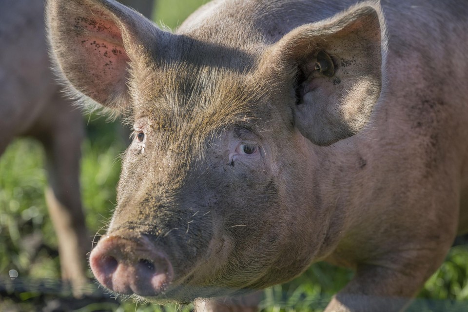 De varkens bij Hesehesp in Kasterlee lopen de hele dag rond in een wei. 