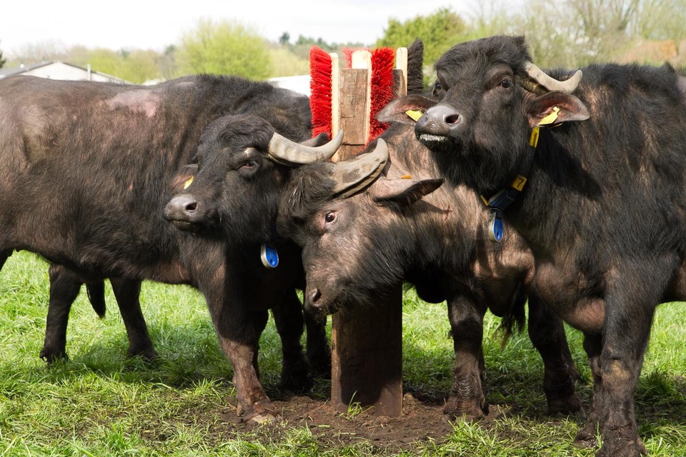 De Zoerselse waterbuffels van de familie Keysers krijgen bezoek op Valentijn.