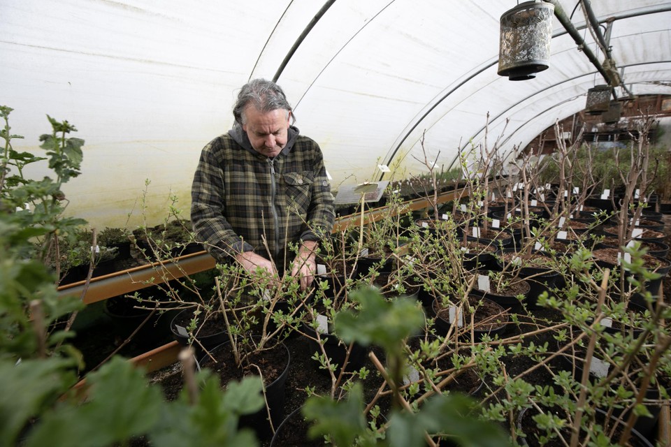 Bart Belmans aan het werk in de kweektunnels.