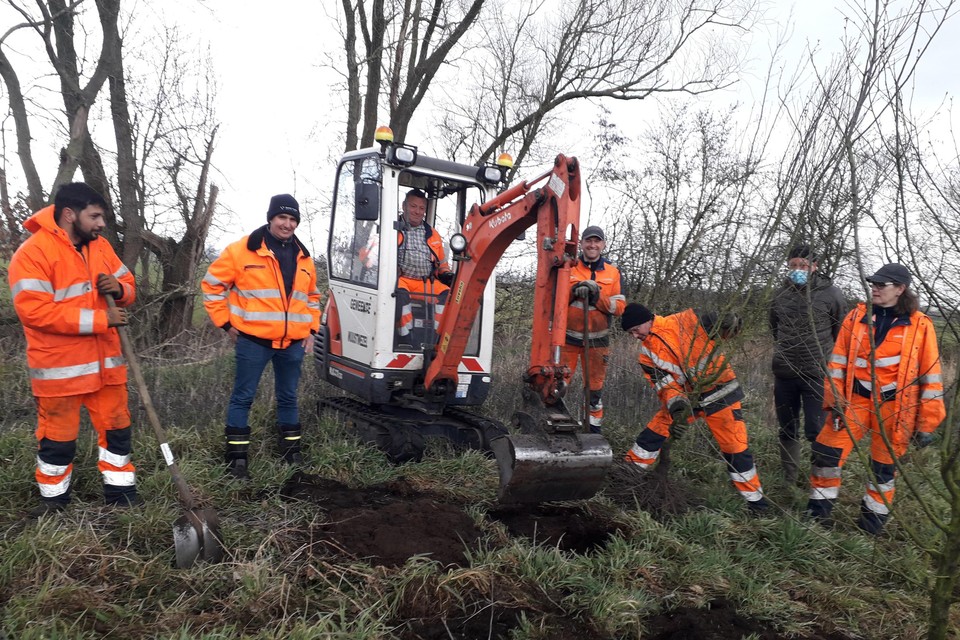 Op een oppervlakte van 7.000 vierkante meter plant de groendienst van Wuustwezel een nieuw haagbeukbos. Schepen van leefmilieu Sus Vissers (CD&V, tweede van rechts) woonde de aanplantingen bij.