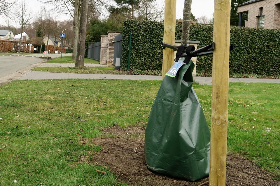 De gemeente Schoten zorgt met een waterzak voor druppelsgewijze bevoorrading van haar jongste, meest kwetsbare laanbomen, zoals hier in de Amerlolaan.
