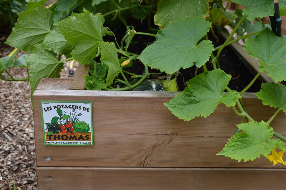 De moestuinbakken van Les potagers de Thomas.