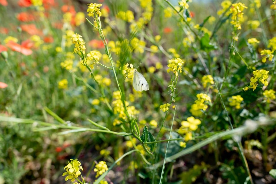 Opnieuw kleur met bloemen