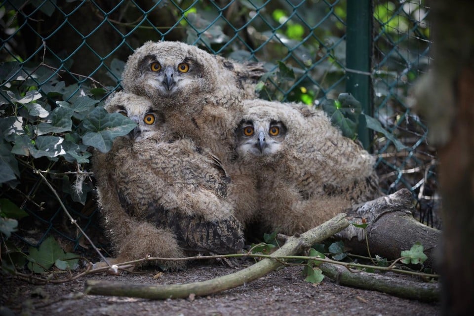 In het Natuurhulpcentrum hebben de kuikens de ruimte om volwaardig op te groeien en te leren vliegen.