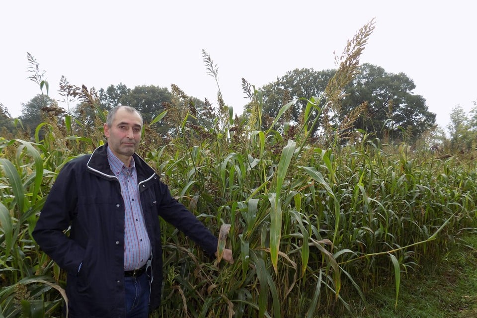 Landbouwer Marc Tops uit Poederlee teelt nu ook sorghum in plaats van gewone maïs, een gewas dat beter bestand is tegen de droogte. 