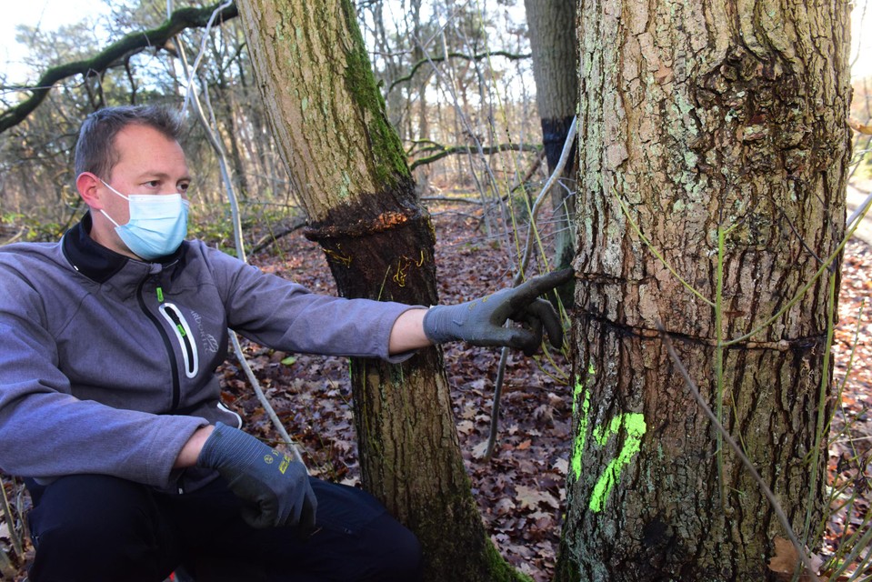 Een expert onderzoekt de schade nadat onbekenden met een kettingzaag de sapstromen van bomen heeft doorgesneden in De Liereman.