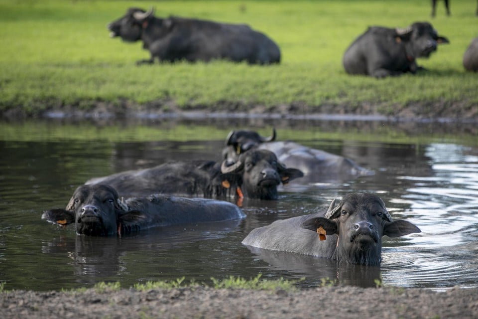 Knor knor, zondag mogen de waterbuffels weer in hun poel.