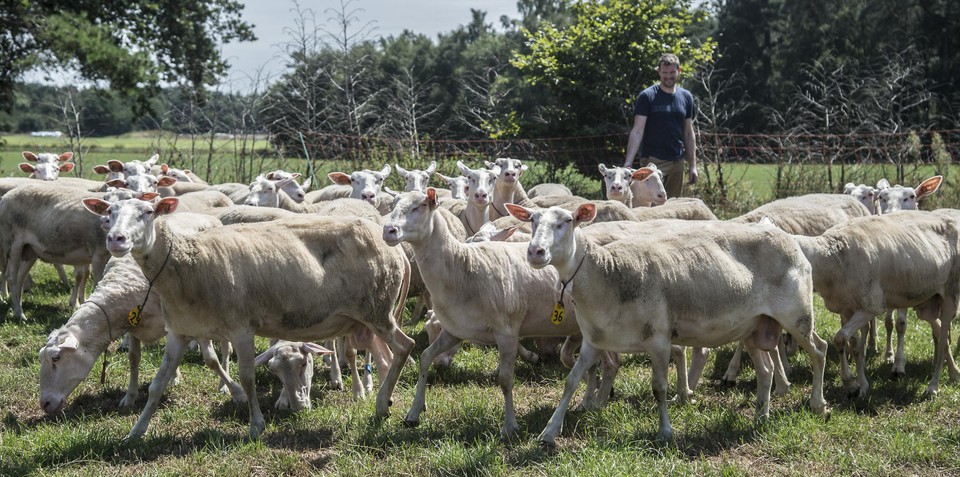 Zestig schapen worden er dagelijks gemolken in melkschapenboerderij Goriënberg in Retie. 