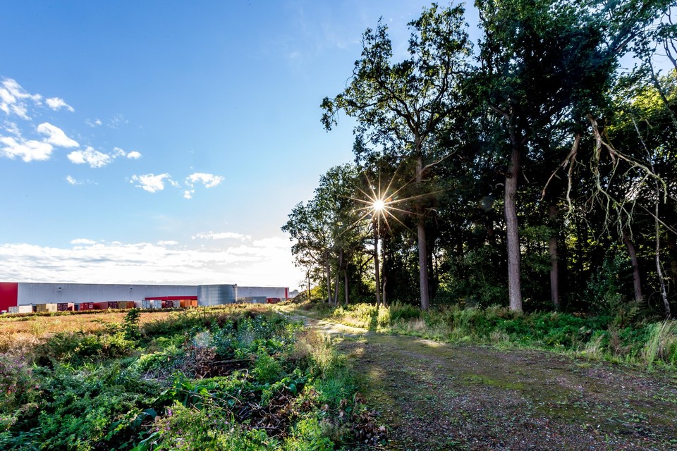 Het Ferrarisbos in Wilrijk zorgt voor waterbuffering voor het bedrijventerrein.