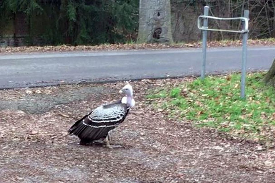 De Rüppells gier werd zondag in Lier gespot, daarna vloog hij door naar Emblem.