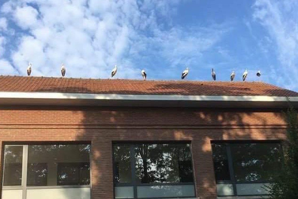 Negen ooievaars op het dak van de Leonardusschool 