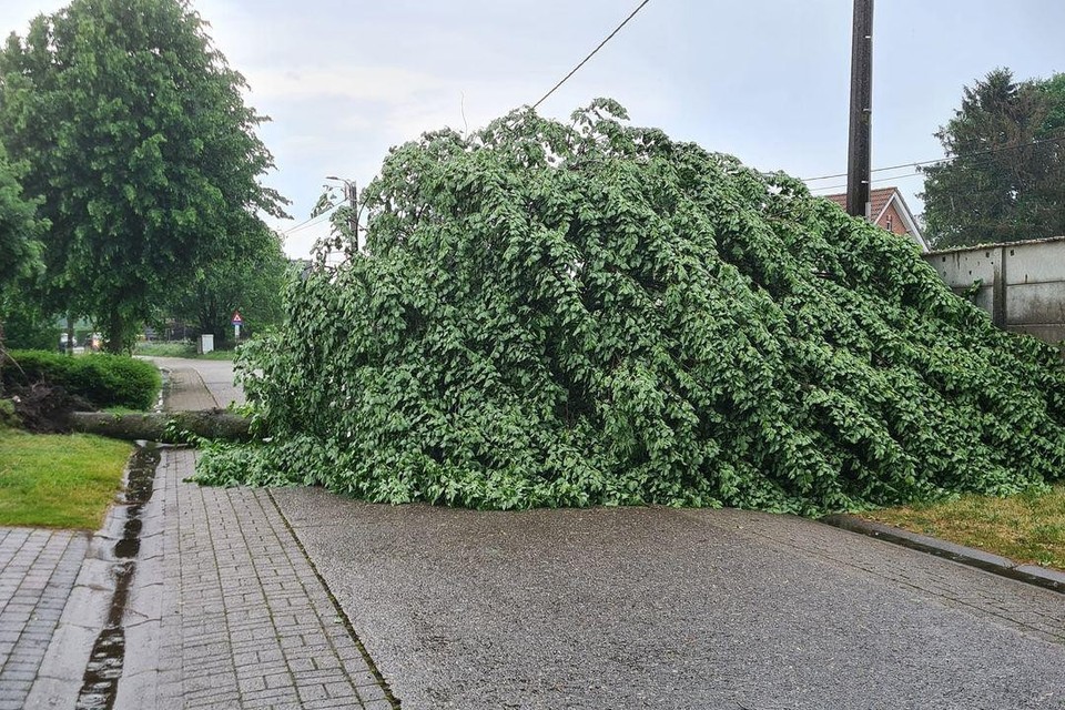 Een omgewaaide boom versperde de Blommerschotsebaan in Wechelderzande. 