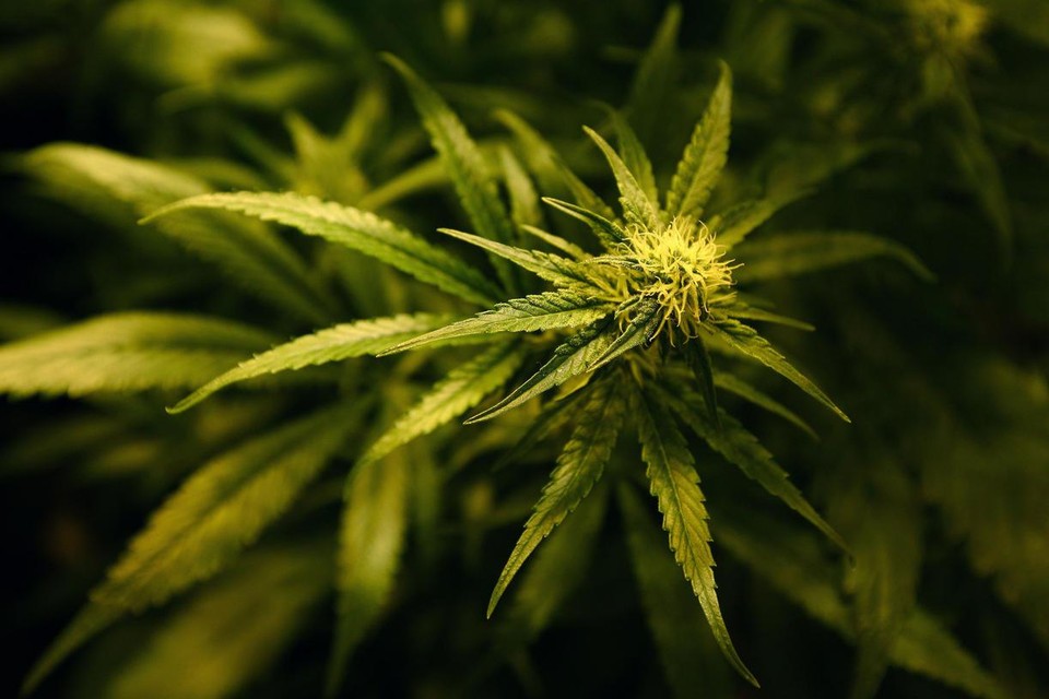 Het wijkondersteuningsteam van regio Zuid heeft maandagavond twee cannabisdealers opgepakt.