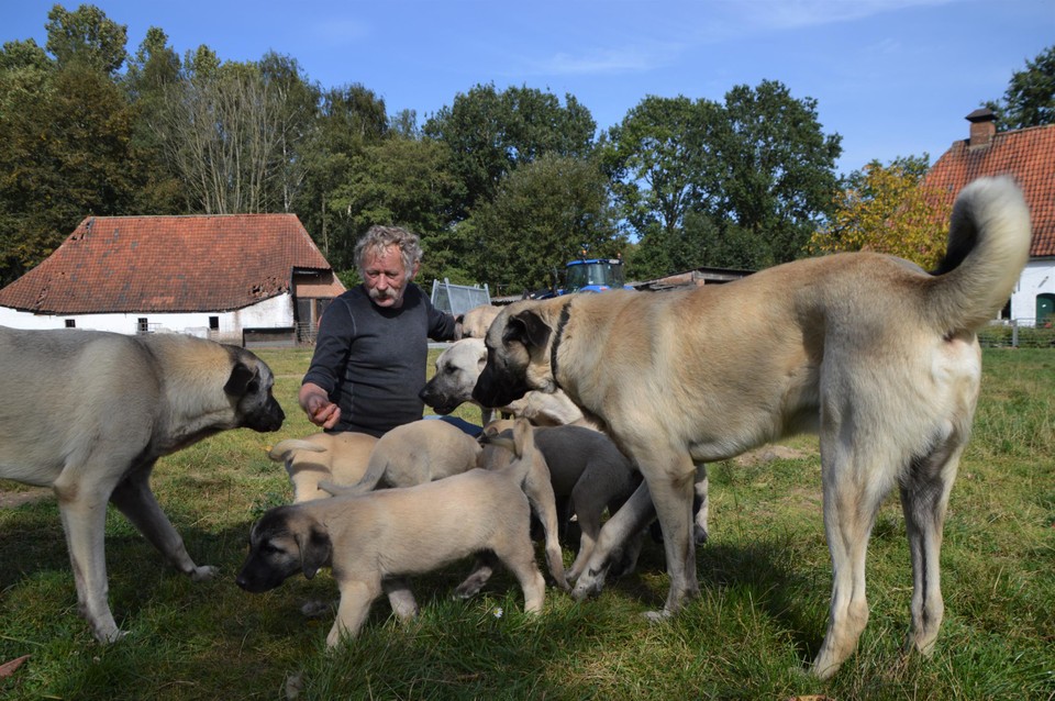 De kangals van De Cock hebben pups.