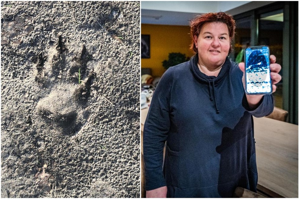 De wolf kwam tot op zo’n twintig meter van het huis van Lieve. Ze nam een foto van het dier en van de pootafdruk.  