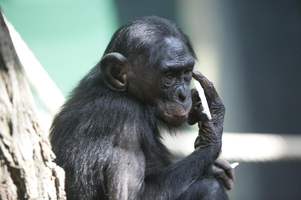 Al sinds 1994 is de KMDA aanwezig in DR Congo voor onderzoek naar en de bescherming van de bonobo’s. 