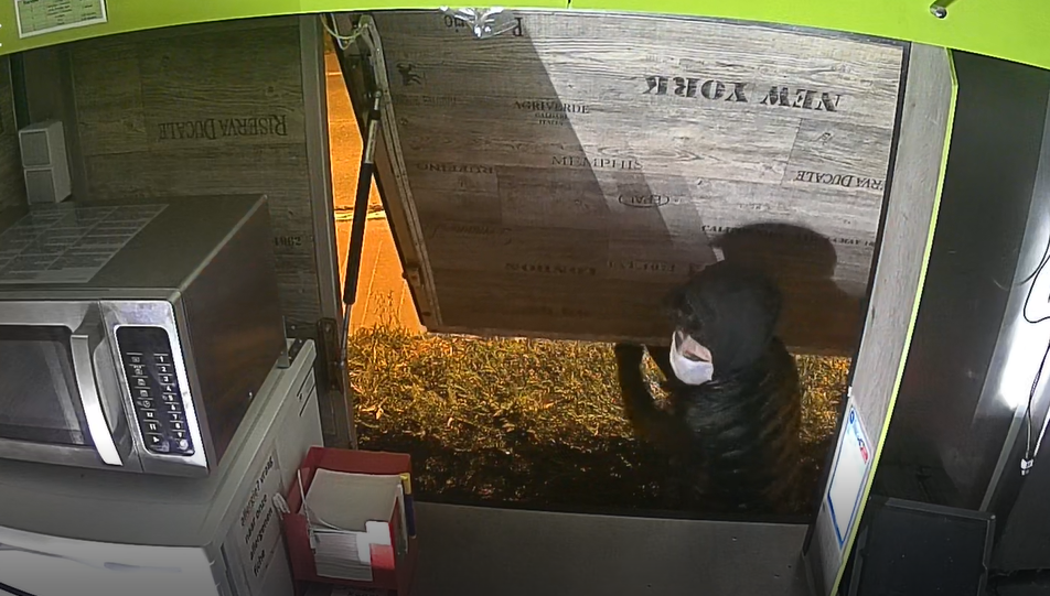 De camerabeelden van de inbraak zijn aan de politie bezorgd.