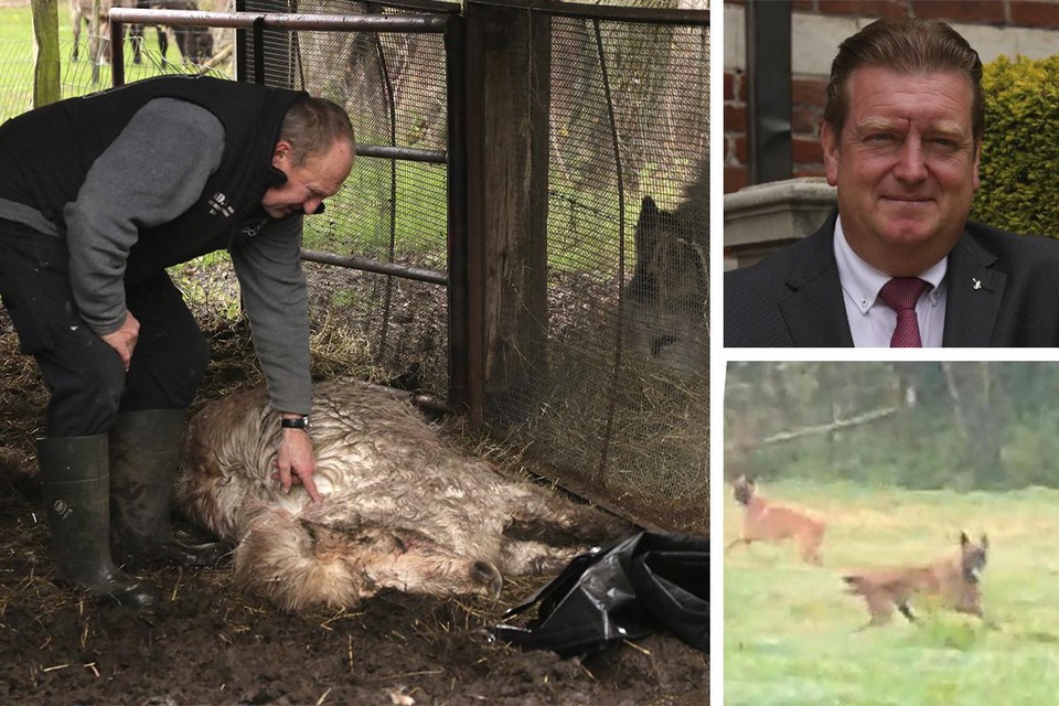 Burgemeester Bauwens waarschuwt nadat alweer een dier is doodgebeten, vermoedelijk door loslopende honden
