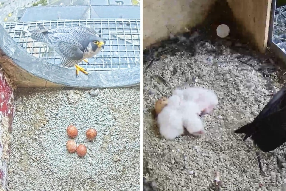 In Sint-Niklaas zijn al drie eitjes uitgebroed (rechts). In Lokeren (links) is het nog even wachten op de kuikens.