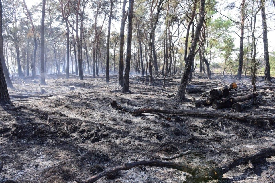 Zo’n dertig hectare van het gebied raakte zwaar beschadigd door de brand. 