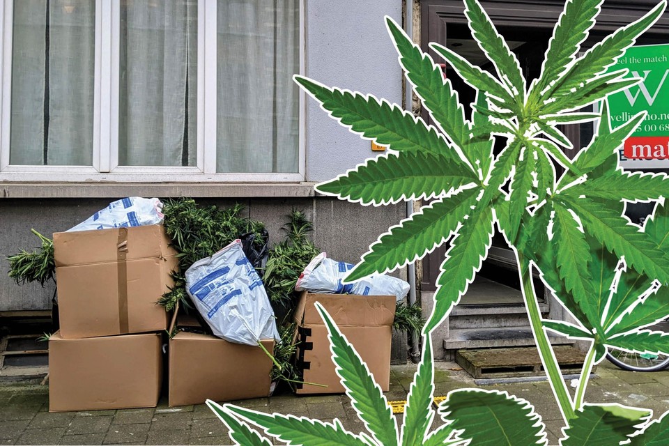 Zakken met cannabisplanten naast het pand in de Paleisstraat.  